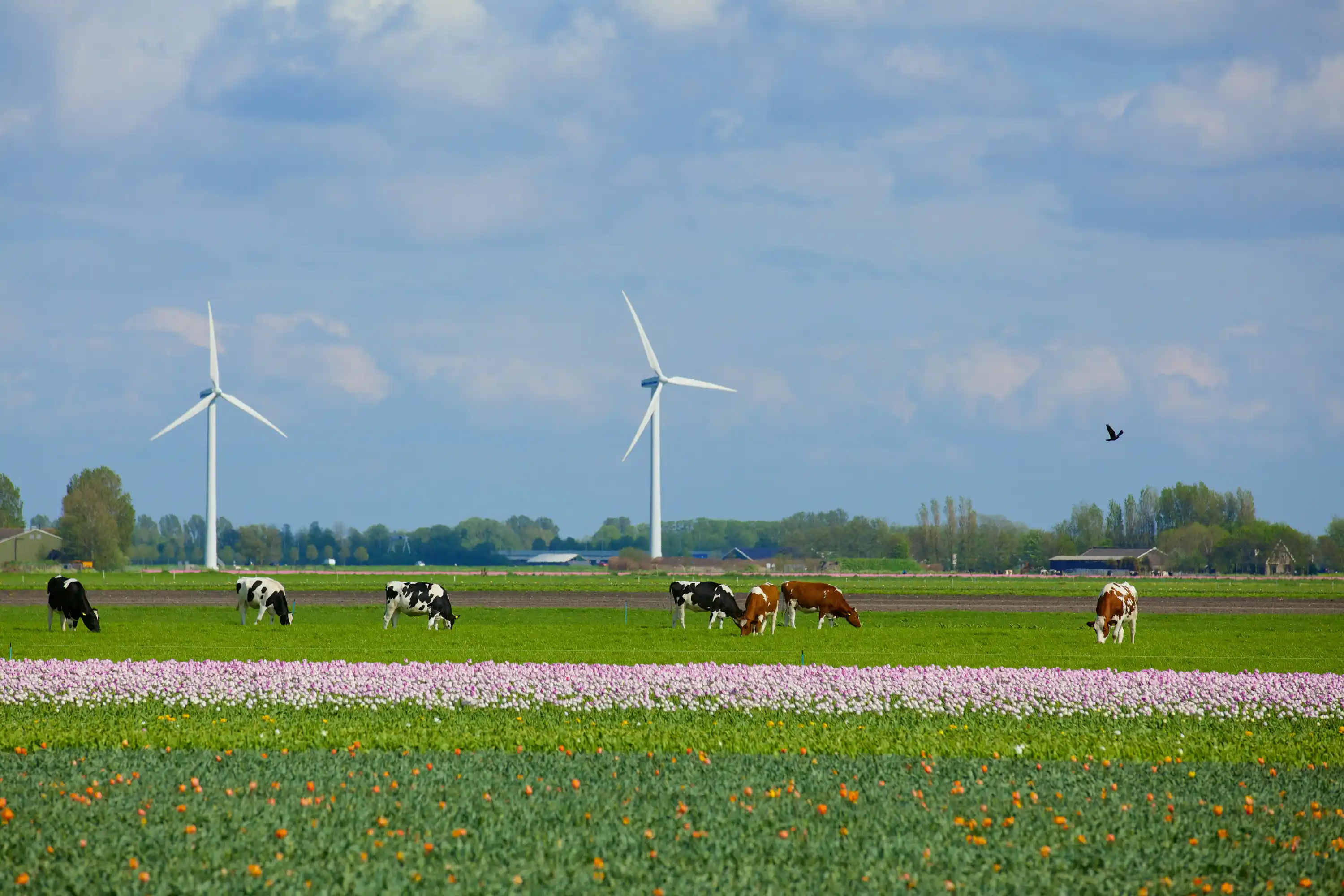 Landbouwgrond pachten